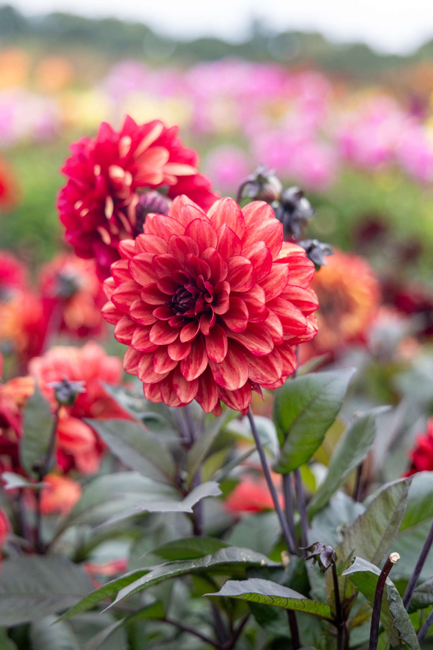 Daalia ‘Orient Express’